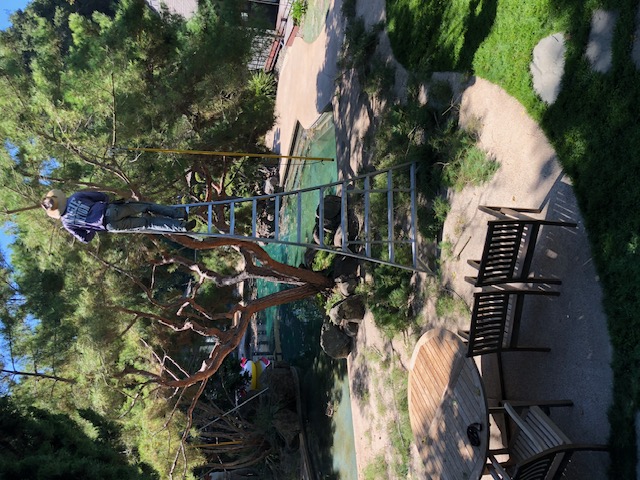 Ornamental tree canopy shaping