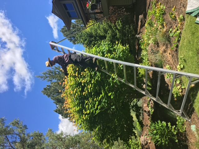 Finished sculptural pruning result