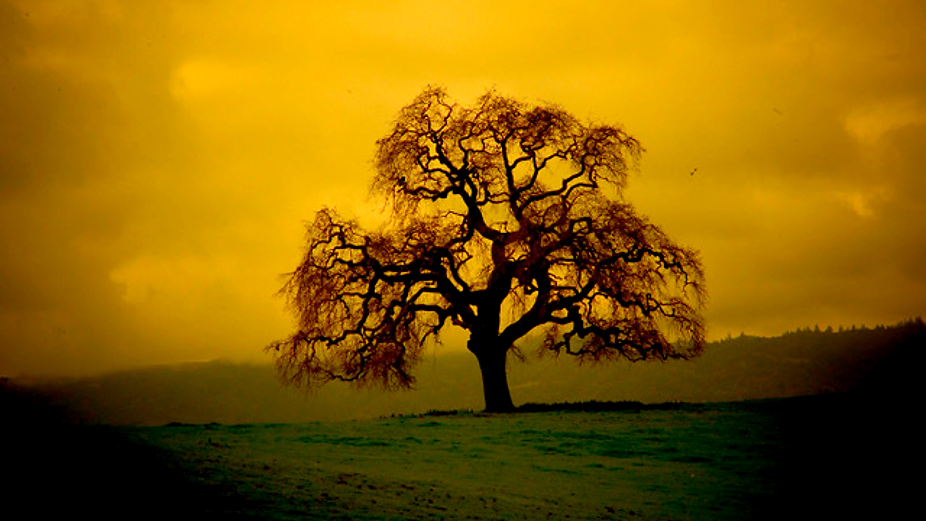 Silhouette of a sculptural tree at sunset